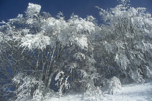 Vista Uma Floresta Nevada Dia Ensolarado — Fotografia de Stock