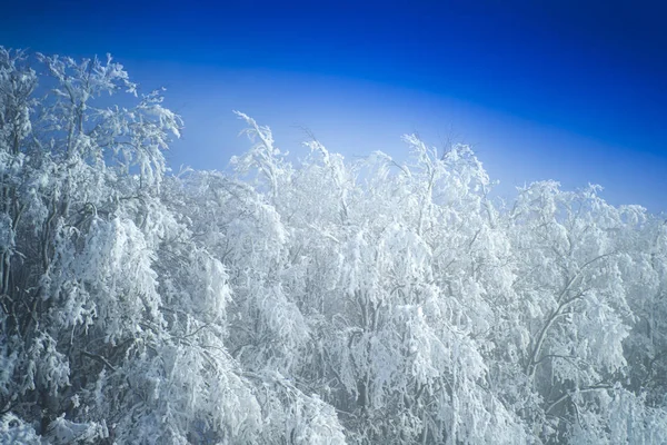 Θέα Ένα Χιονισμένο Δάσος Μια Ηλιόλουστη Ημέρα — Φωτογραφία Αρχείου