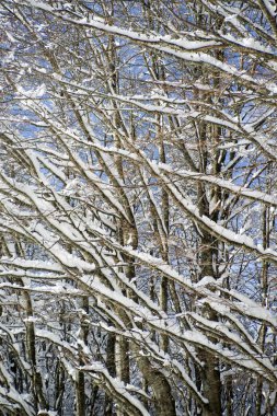 Tamamen karla kaplı ağaç dalları kış görünümü
