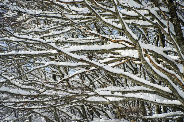 Χειμερινή Άποψη Της Κλαδιά Δέντρων Πλήρως Καλυμμένα Χιόνι — Φωτογραφία Αρχείου