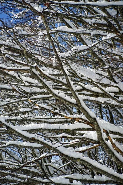 Winter View Completely Snow Covered Tree Branches — Stock Photo, Image