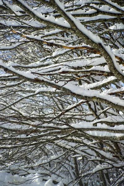 Zimowy Widok Gałęzie Drzewa Całkowicie Pokryte Śniegiem — Zdjęcie stockowe