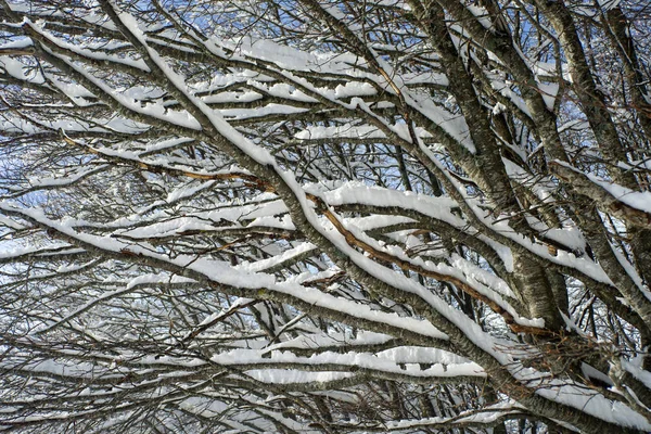 Vista Inverno Galhos Árvores Completamente Cobertos Neve — Fotografia de Stock