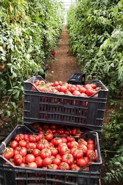 Moment of harvesting tomatoes in the Pachino Sicilia area