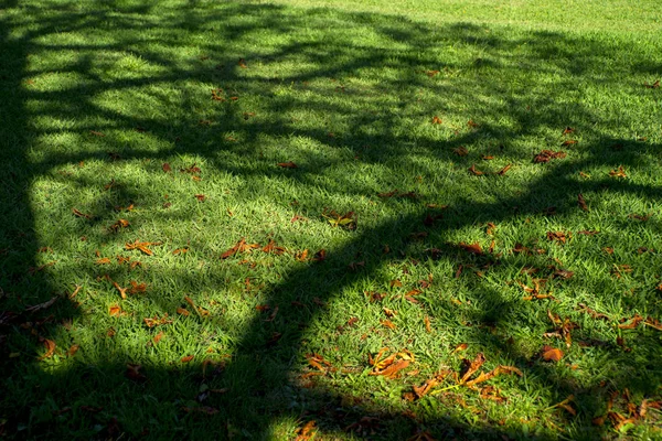Cień Drzewa Łące Jesieni — Zdjęcie stockowe