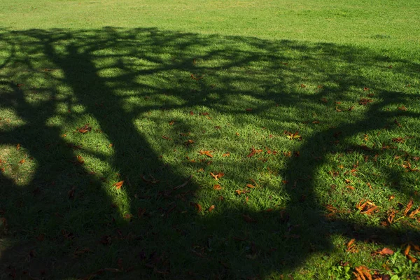 秋季草地上一棵树的影子 — 图库照片