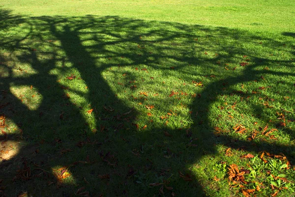 Shadow Tree Meadow Fall Season — Stock Photo, Image