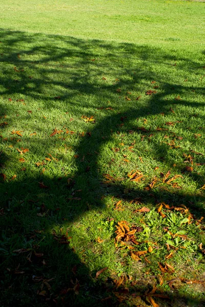 Ombra Albero Prato Nella Stagione Autunno — Foto Stock