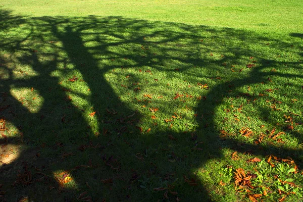 Shadow of a tree on a meadow in the fall season