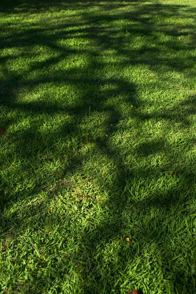 Sombra Árbol Prado Temporada Otoño — Foto de Stock