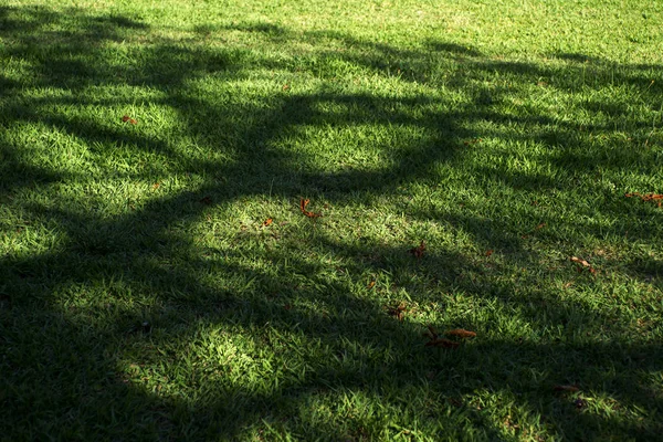 Schatten Eines Baumes Auf Einer Wiese Herbst — Stockfoto