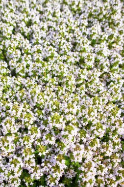 Tam bloo kekik ormanda çiçek