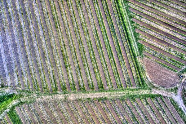 View from above a part of a vineyard in the spring seaso