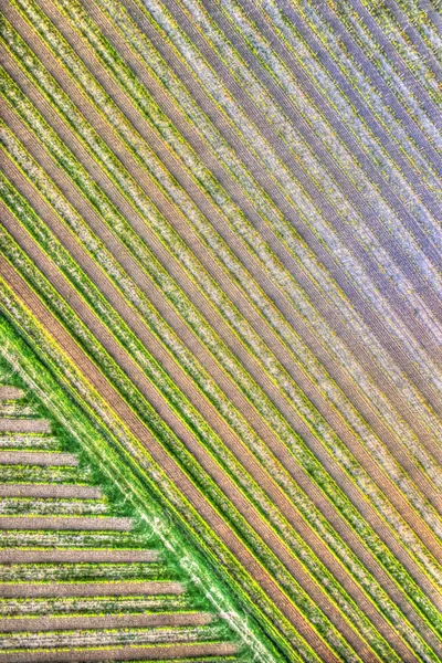 Blick Von Oben Auf Einen Teil Eines Weinbergs Der Frühlingssaison — Stockfoto