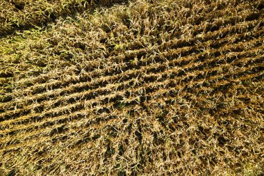 Tam olarak olgunlaşmış buğday alan drone ile üstten görünüm