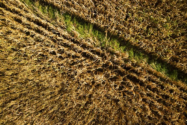 Vista Dall Alto Con Drone Campo Grano Completamente Maturo — Foto Stock