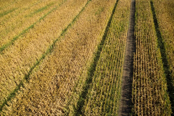 Vue Dessus Avec Drone Champ Maïs Entièrement Mature — Photo gratuite