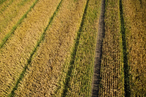 Widok Góry Drone Pola Kukurydzy Pełni Dojrzałe — Zdjęcie stockowe