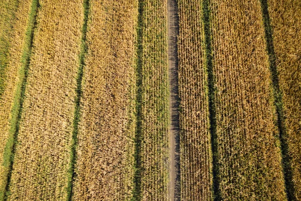 Widok Góry Drone Pola Kukurydzy Pełni Dojrzałe — Zdjęcie stockowe