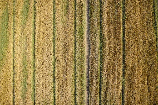 Vista Superior Com Drone Campo Milho Totalmente Maduro — Fotografia de Stock