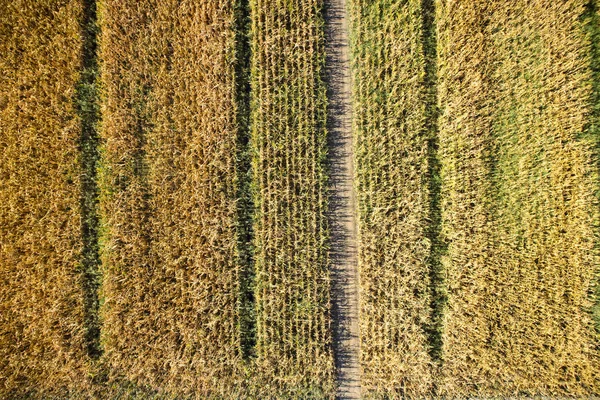 Vista Superior Con Dron Campo Maíz Completamente Maduro — Foto de Stock