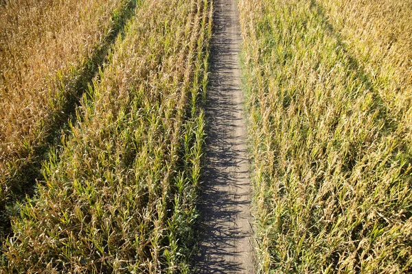Вид Сверху Дрона Полностью Зрелого Кукурузного Поля — стоковое фото