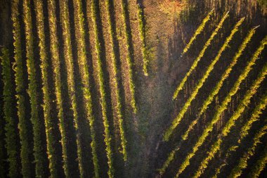 Yukarıdan bir üzüm bağı satırlık bir drone ile kullanmak görüntüleyin