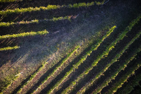 Wyświetlanie Góry Wykorzystaniem Drone Linii Winnicy — Zdjęcie stockowe