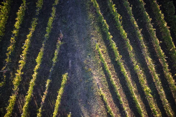 Vista Cima Com Uso Drone Das Linhas Uma Vinha — Fotografia de Stock