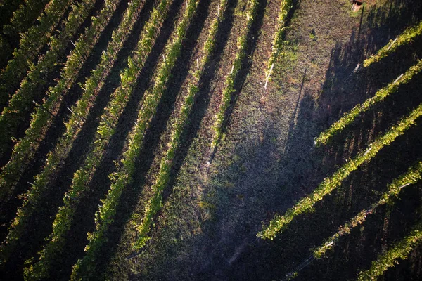 Vista Cima Com Uso Drone Das Linhas Uma Vinha — Fotografia de Stock