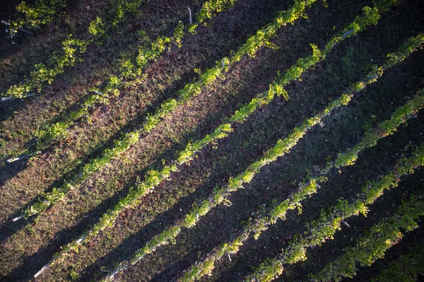 Wyświetlanie Góry Wykorzystaniem Drone Linii Winnicy — Zdjęcie stockowe