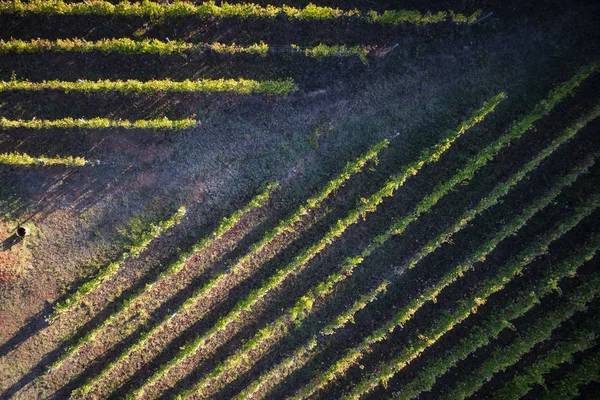 Vista Cima Com Uso Drone Das Linhas Uma Vinha — Fotografia de Stock