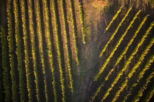 Vista Cima Com Uso Drone Das Linhas Uma Vinha — Fotografia de Stock