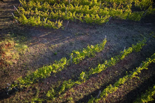 Vista Cima Com Uso Drone Das Linhas Uma Vinha — Fotografia de Stock