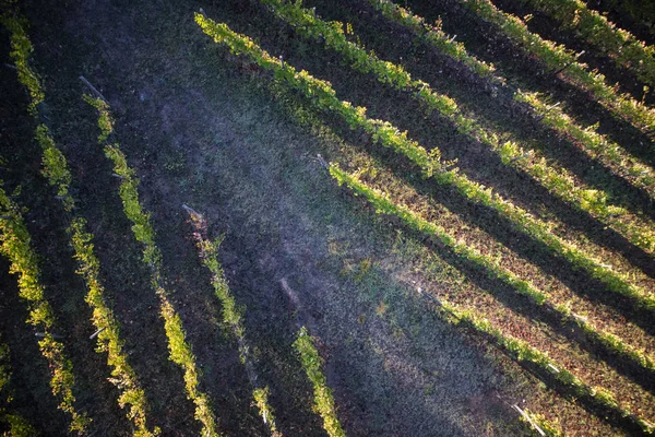 Vista Desde Arriba Con Uso Dron Las Líneas Viñedo — Foto de Stock