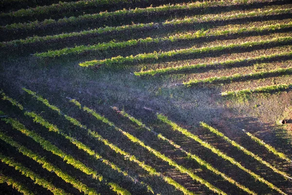 Vista Cima Com Uso Drone Das Linhas Uma Vinha — Fotografia de Stock