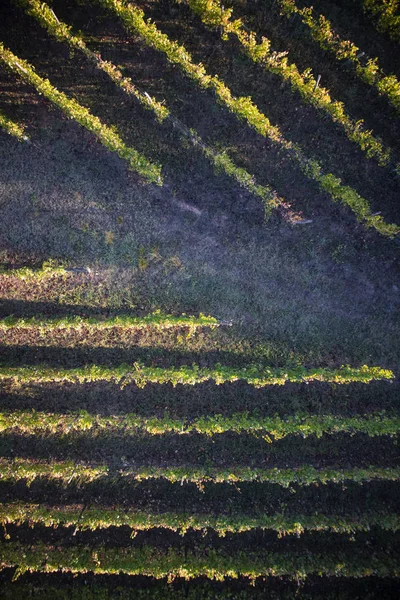 View Use Drone Lines Vineyard — Stock Photo, Image