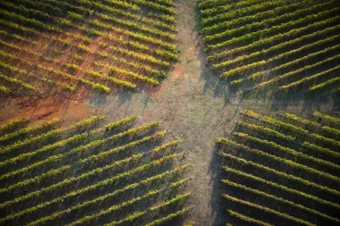Vines, yukarıdan alınan satırların yeni bir bitki uygulanan yeni Tarım Teknolojileri