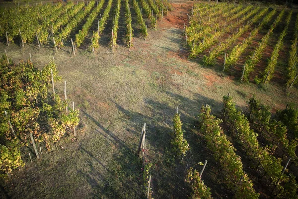 The new agricultural technologies applied to a new plant of rows of vines, taken from above