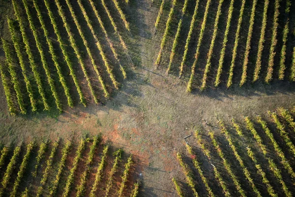 The new agricultural technologies applied to a new plant of rows of vines, taken from above