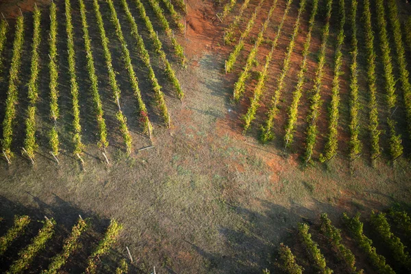 Nuove Tecnologie Agricole Applicate Nuovo Impianto Filari Viti Riprese Dall — Foto Stock