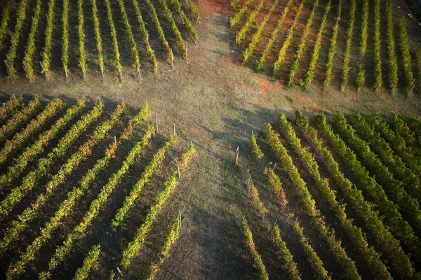The new agricultural technologies applied to a new plant of rows of vines, taken from above