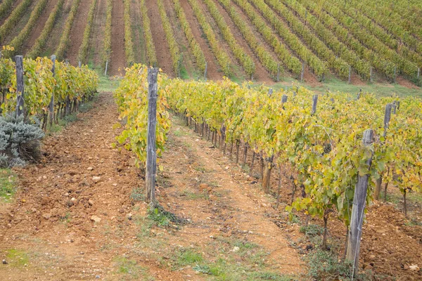 Zobacz Kolory Winnica Toskanii Sezonie Jesiennym — Zdjęcie stockowe
