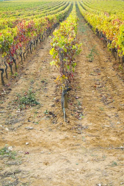 Vista Los Colores Viñedo Toscana Temporada Otoño — Foto de Stock