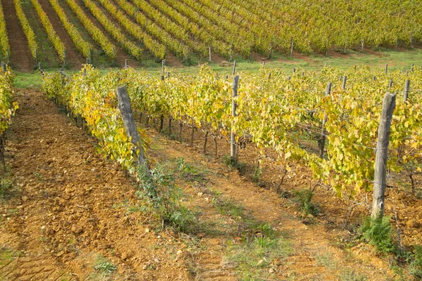 Zobacz Kolory Winnica Toskanii Sezonie Jesiennym — Zdjęcie stockowe
