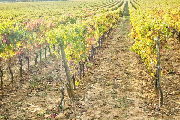 Veduta Dei Colori Vigneto Toscana Nella Stagione Autunnale — Foto Stock