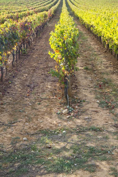 Blick Auf Die Farben Eines Weinbergs Der Toskana Der Herbstsaison — Stockfoto