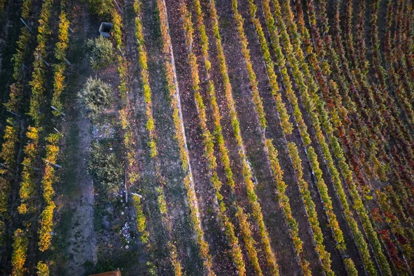 Vista Das Cores Uma Vinha Toscana Época Outono — Fotografia de Stock