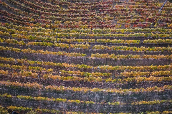 Vista Das Cores Uma Vinha Toscana Época Outono — Fotografia de Stock