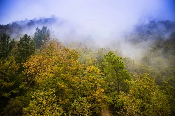 Bovenaanzicht Van Een Bosrijke Omgeving Vol Met Herfst Seizoen — Stockfoto